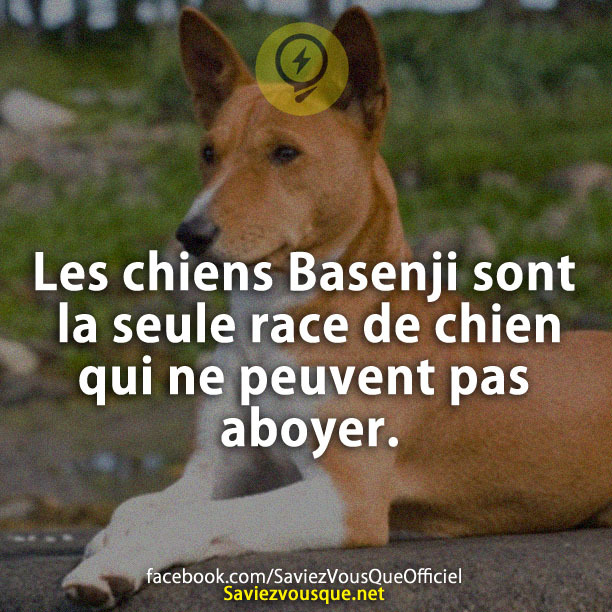 Les chiens Basenji sont la seule race de chien qui ne peuvent pas aboyer.