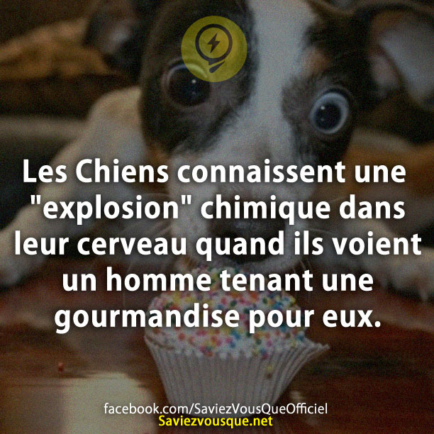 Les Chiens connaissent une &quot;explosion&quot; chimique dans leur cerveau quand ils voient un homme tenant une gourmandise pour eux.