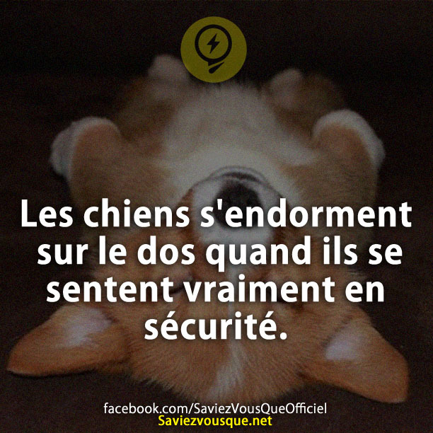 Les chiens s&#039;endorment sur le dos quand ils se sentent vraiment en sécurité.