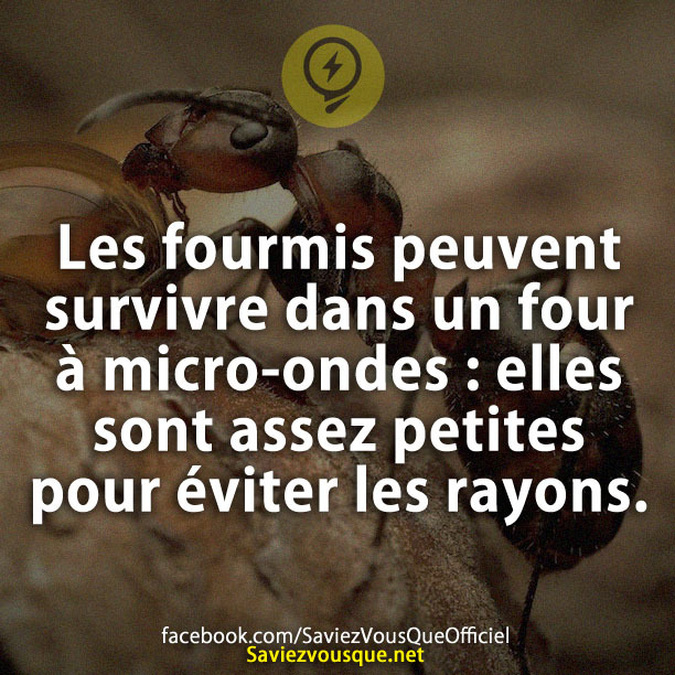Les fourmis peuvent survivre dans un four à micro-ondes : elles sont assez petites pour éviter les rayons.
