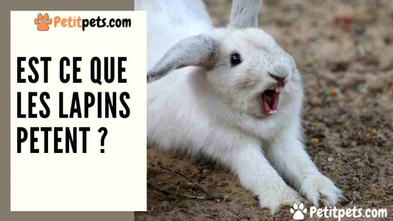 Les lapins pètent.