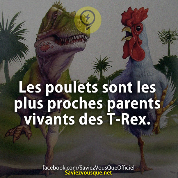 Les poulets sont les plus proches parents vivants des T-Rex.