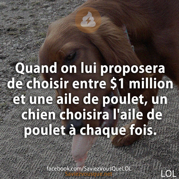 Quand on lui proposera de choisir entre 1 million $ et une aile de poulet, un chien choisira l&#039;aile de poulet à chaque fois.