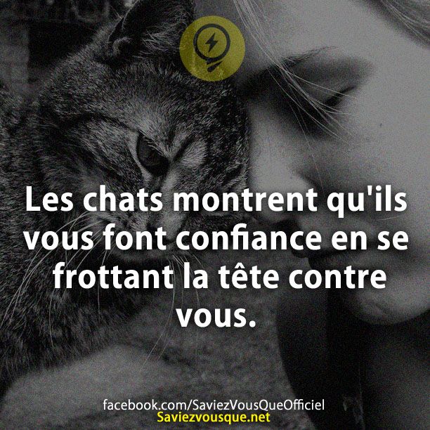 Les chats montrent qu&#039;ils vous font confiance en se frottant la tête contre vous.