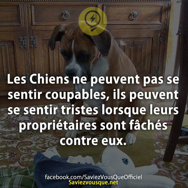 Les Chiens ne peuvent pas se sentir coupables, ils peuvent se sentir tristes lorsque leurs propriétaires sont fâchés contre eux.
