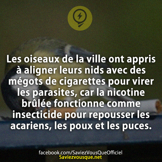 Les oiseaux de la ville ont appris à aligner leurs nids avec des mégots de cigarettes pour virer les parasites, car la nicotine brûlée fonctionne comme insecticide pour repousser les acariens, les poux et les puces.
