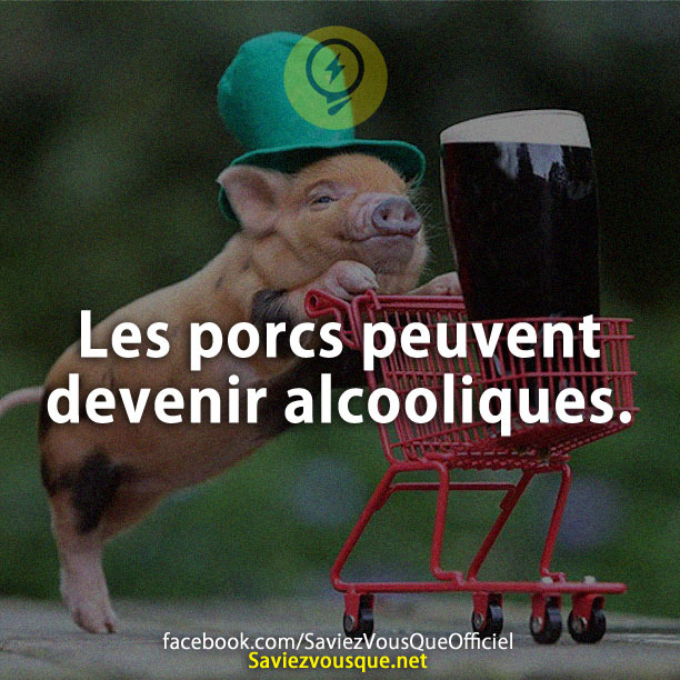 Les porcs peuvent devenir alcooliques.