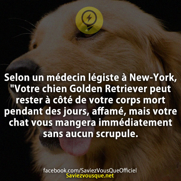 Selon un médecin légiste à New-York, &quot;Votre chien Golden Retriever peut rester à côté de votre corps mort pendant des jours, affamé, mais votre chat vous mangera immédiatement sans aucun scrupule.
