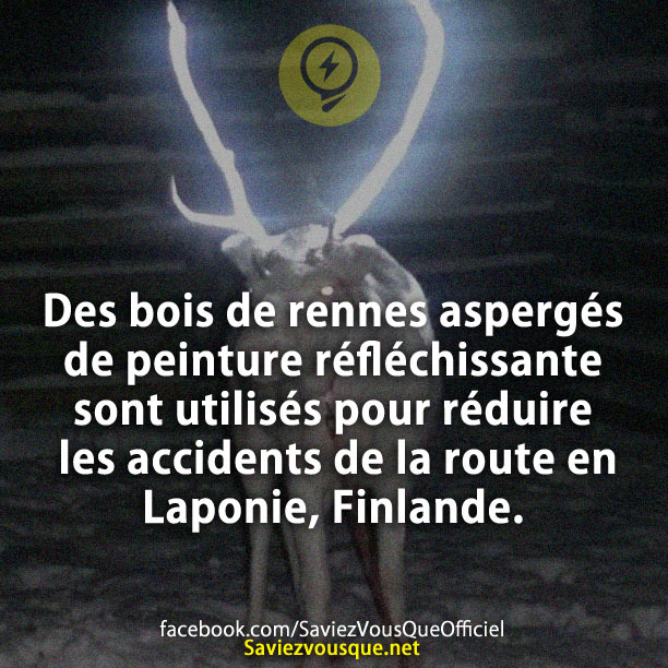 Des bois de rennes aspergés de peinture réfléchissante sont utilisés pour réduire les accidents de la route en Laponie, Finlande.