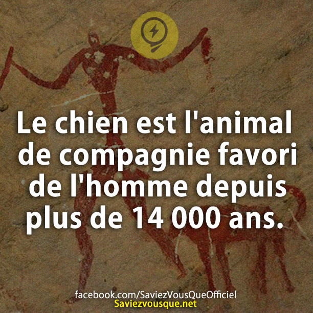 Le chien est l&#039;animal de compagnie favori de l&#039;homme depuis plus de 14 000 ans.