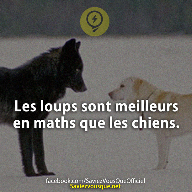 Les loups sont meilleurs en maths que les chiens.