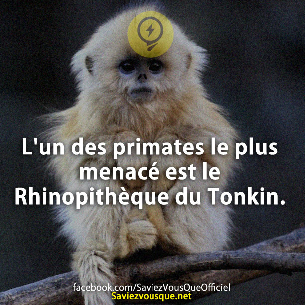 L&#039;un des primates le plus menacé est le Rhinopithèque du Tonkin.