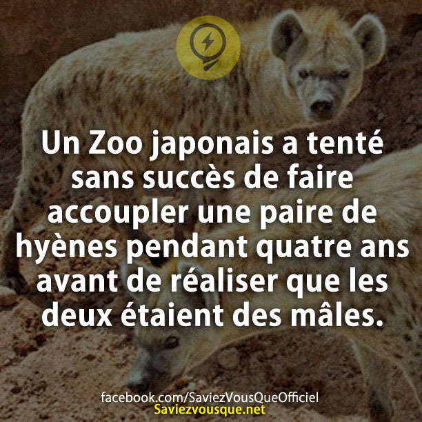 Un Zoo japonais a tenté sans succès de faire accoupler une paire de hyènes pendant quatre ans avant de réaliser que les deux étaient des mâles.