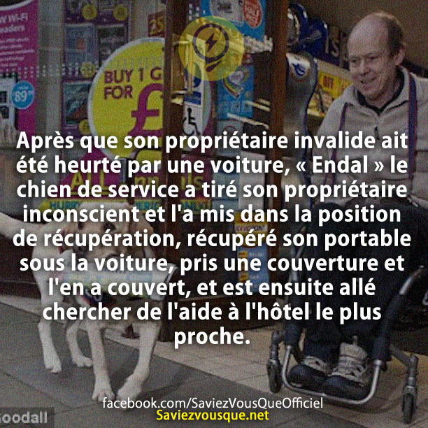 Après que son propriétaire invalide ait été heurté par une voiture, « Endal » le chien de service a tiré son propriétaire inconscient et l&#039;a mis dans la position de récupération, récupéré son portable sous la voiture, pris une couverture et l&#039;en a couvert, et est ensuite allé chercher de l&#039;aide à l&#039;hôtel le plus proche.