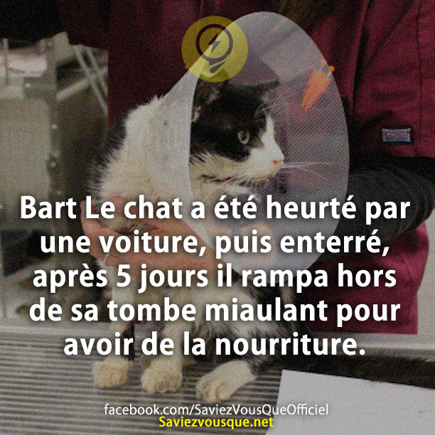 Bart Le chat a été heurté par une voiture, puis enterré, après 5 jours il rampa hors de sa tombe miaulant pour avoir de la nourriture.
