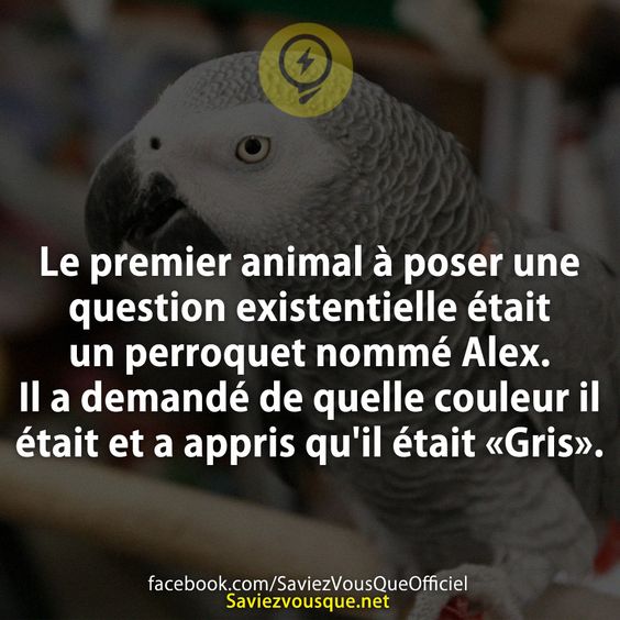 Le premier animal à poser une question existentielle était un perroquet nommé Alex. Il a demandé de quelle couleur il était et a appris qu&#039;il était «Gris».