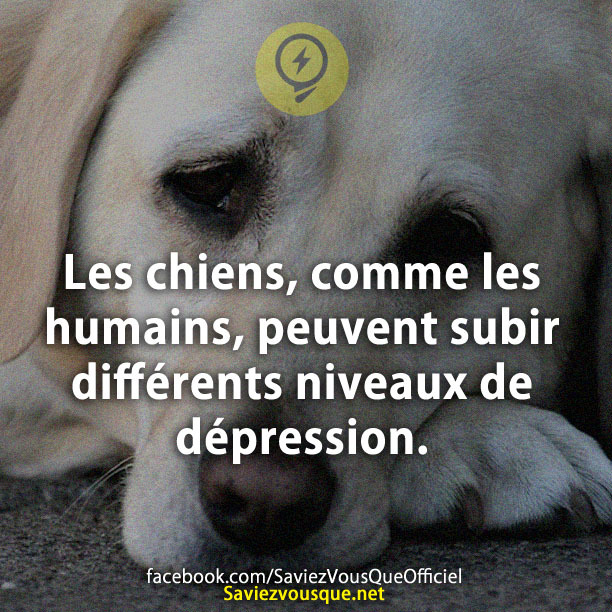 Les chiens, comme les humains, peuvent subir différents niveaux de dépression.