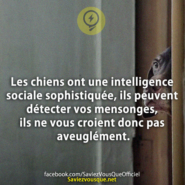 Les chiens ont une intelligence sociale sophistiquée, ils peuvent détecter vos mensonges, ils ne vous croient donc pas aveuglément.