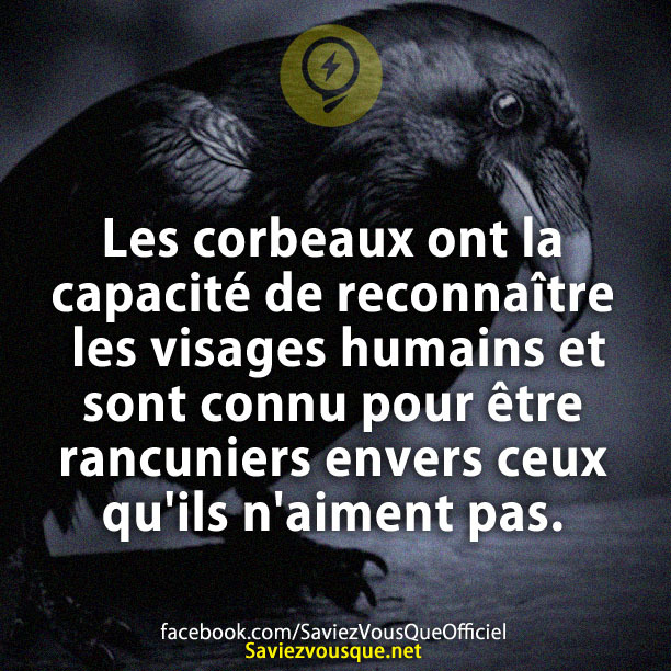 Les corbeaux ont la capacité de reconnaître les visages humains et sont connu pour être rancuniers envers ceux qu&#039;ils n&#039;aiment pas.