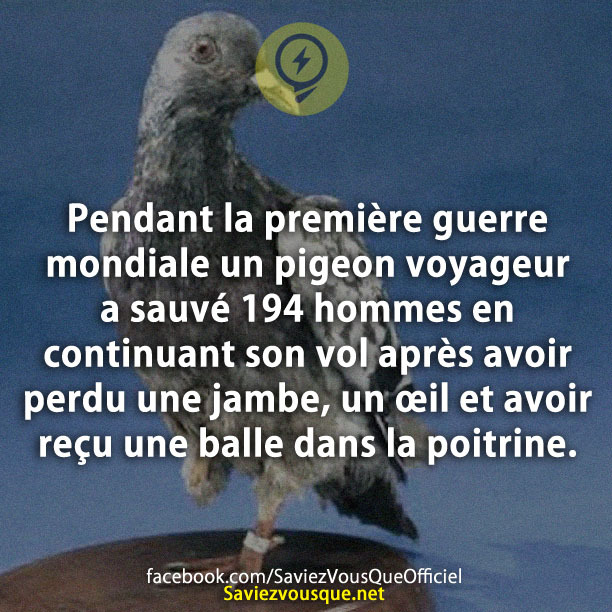 Pendant la première guerre mondiale un pigeon voyageur a sauvé 194 hommes en continuant son vol après avoir perdu une jambe, un œil et avoir reçu une balle dans la poitrine.