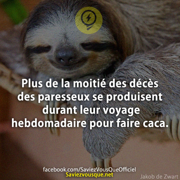 Plus de la moitié des décès des paresseux se produisent durant leur voyage hebdomadaire pour faire caca.
