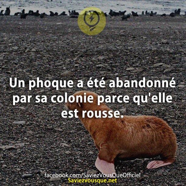 Un phoque a été abandonné par sa colonie parce qu&#039;elle est rousse.