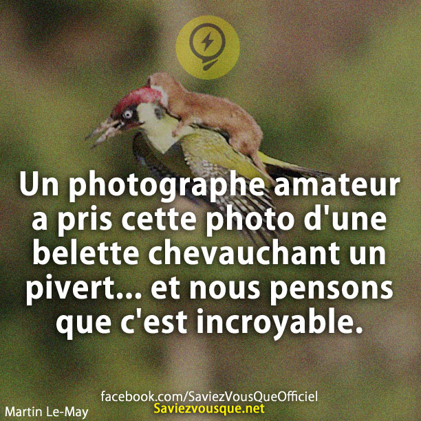 Un photographe amateur a pris cette photo d&#039;une belette chevauchant un pivert... et nous pensons que c&#039;est incroyable.