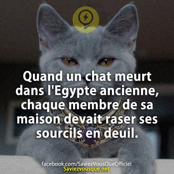 Quand un chat meurt dans l&#039;Egypte ancienne, chaque membre de sa maison devait raser ses sourcils en deuil.