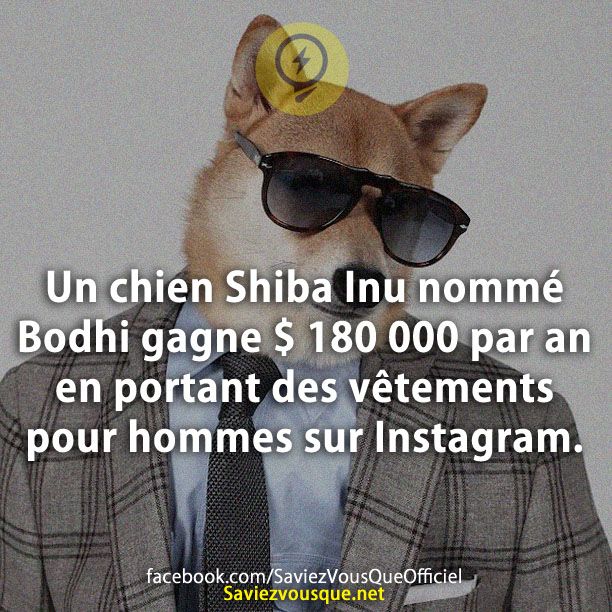 Un chien Shiba Inu nommé Bodhi gagne $ 180 000 par an en portant des vêtements pour hommes sur Instagram.