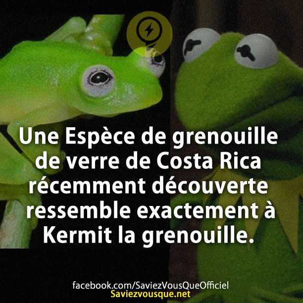 Une Espèce de grenouille de verre de Costa Rica récemment découverte ressemble exactement à Kermit la grenouille.