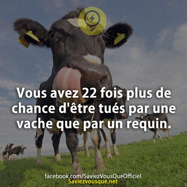 Vous avez 22 fois plus de chance d&#039;être tués par une vache que par un requin.