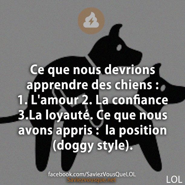Ce que nous devrions apprendre des chiens : 1. L'amour 2. La confiance 3.La loyauté. Ce que nous avons appris :  la position (doggy style).