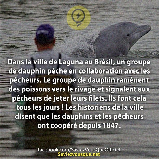 Dans la ville de Laguna au Brésil, un groupe de dauphin pêche en collaboration avec les pêcheurs. Le groupe de dauphin ramènent des poissons vers le rivage et signalent aux pêcheurs de jeter leurs filets. Ils font cela tous les jours ! Les historiens de la ville disent que les dauphins et les pêcheurs ont coopéré depuis 1847.
