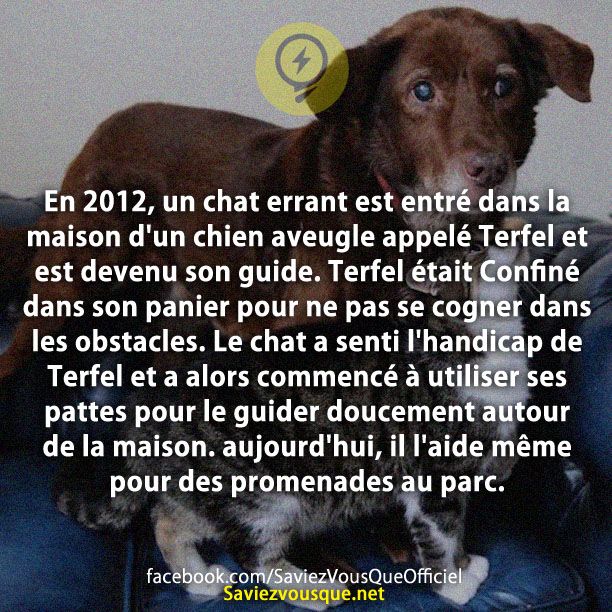 En 2012, un chat errant est entré dans la maison d&#039;un chien aveugle appelé Terfel et est devenu son guide. Terfel était Confiné dans son panier pour ne pas se cogner dans les obstacles. Le chat a senti l&#039;handicap de Terfel et a alors commencé à utiliser ses pattes pour le guider doucement autour de la maison. aujourd&#039;hui, il l&#039;aide même pour des promenades au parc.