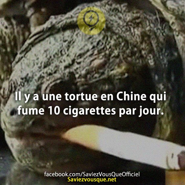 Il y a une tortue en Chine qui fume 10 cigarettes par jour.
