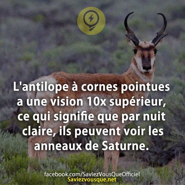 L&#039;antilope à cornes pointues a une vision 10x supérieur, ce qui signifie que par nuit claire, ils peuvent voir les anneaux de Saturne.