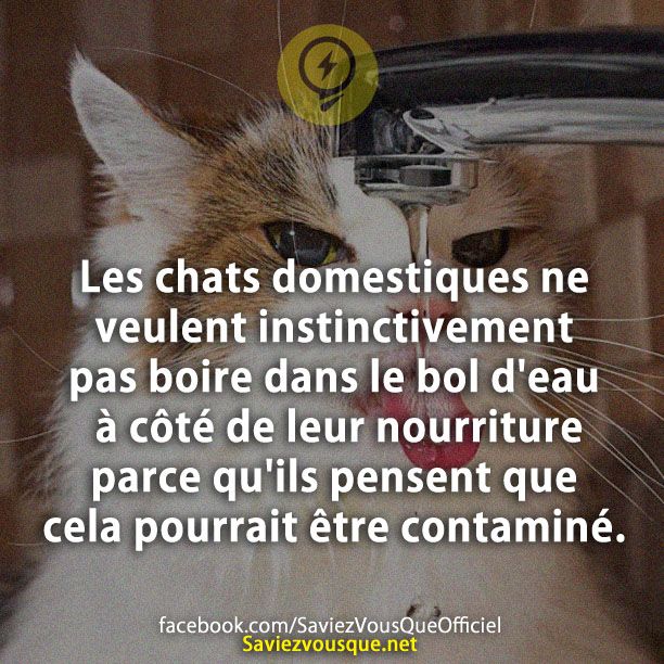Les chats domestiques ne veulent instinctivement pas boire dans le bol d&#039;eau à côté de leur nourriture parce qu&#039;ils pensent que cela pourrait être contaminé.
