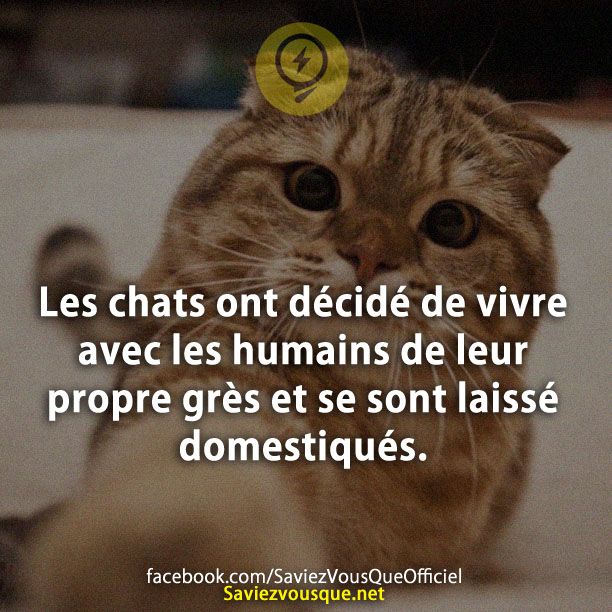 Les chats ont décidé de vivre avec les humains de leur propre grès et se sont laissé domestiqués.