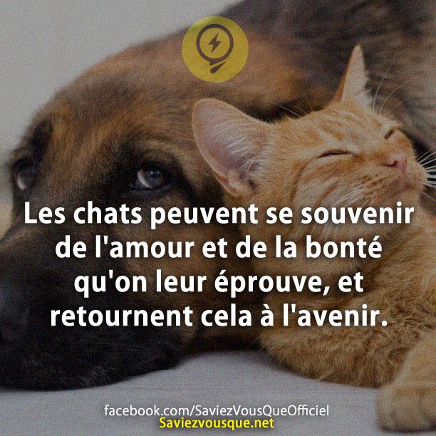 Les chats peuvent se souvenir de l&#039;amour et de la bonté qu&#039;on leur éprouve, et retournent cela à l&#039;avenir.