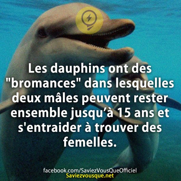 Les dauphins ont des &quot;bromances&quot; dans lesquelles deux mâles peuvent rester ensemble jusqu’à 15 ans et s&#039;entraider à trouver des femelles.