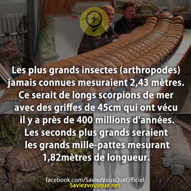 Les plus grands insectes (arthropodes) jamais connues mesuraient 2,43 mètres. Ce serait de longs scorpions de mer avec des griffes de 45cm qui ont vécu il y a près de 400 millions d&#039;années. Les seconds plus grands seraient les grands mille-pattes mesurant 1,82mètres de longueur.