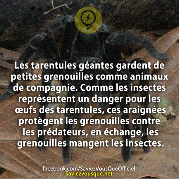 Les tarentules géantes gardent de petites grenouilles comme animaux de compagnie. Comme les insectes représentent un danger pour les œufs des tarentules, ces araignées protègent les grenouilles contre les prédateurs, en échange, les grenouilles mangent les insectes.