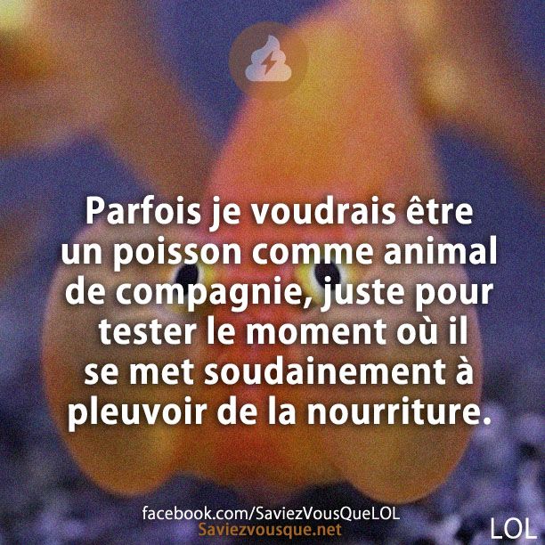 Parfois je voudrais être un poisson comme animal de compagnie, juste pour tester le moment où il se met soudainement à pleuvoir de la nourriture.