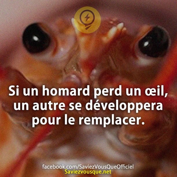 Si un homard perd un œil, un autre se développera pour le remplacer.