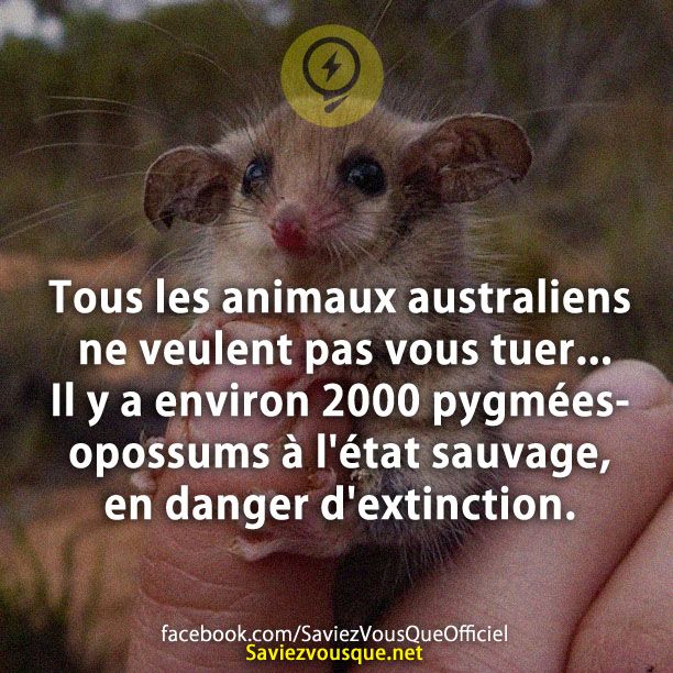 Tous les animaux australiens ne veulent pas vous tuer... Il y a environ 2000 pygmées-opossums à l&#039;état sauvage, en danger d&#039;extinction.