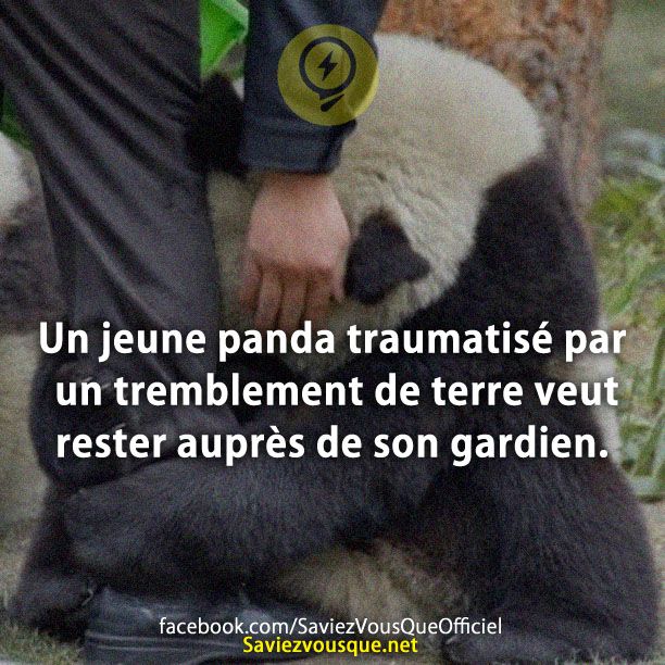Un jeune panda traumatisé par un tremblement de terre veut rester auprès de son gardien.