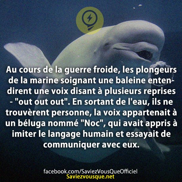 Au cours de la guerre froide, les plongeurs de la marine soignant une baleine entendirent une voix disant à plusieurs reprises - &quot;out out out&quot;. En sortant de l&#039;eau, ils ne trouvèrent personne, la voix appartenait à un béluga nommé &quot;Noc&quot;, qui avait appris à imiter le langage humain et essayait de communiquer avec eux.