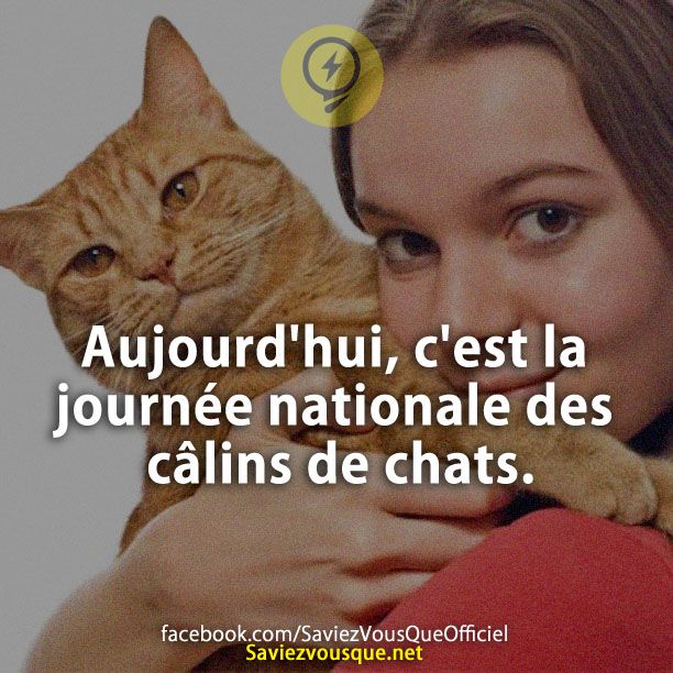 Aujourd&#039;hui, c&#039;est la journée nationale des câlins de chats.
