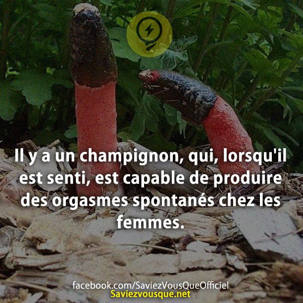 Il y a un champignon, qui, lorsqu&#039;il est senti, est capable de produire des orgasmes spontanés chez les femmes.