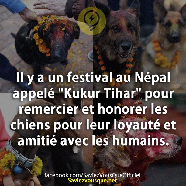 Il y a un festival au Népal appelé &quot;Kukur Tihar&quot; pour remercier et honorer les chiens pour leur loyauté et amitié avec les humains.
